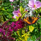 Motyl na kwitnącej budlei, w tle różowe kwiaty. To piękny widok, kiedy kwitnie budleja.