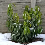 Młoda laurowiśnia Etna z zielonymi liśćmi pokrytymi śniegiem, na tle szarego muru.