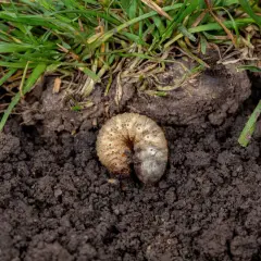 Pędraki w trawniku niszczą korzenie. Biała, krępa larwa żeruje w ciemnej ziemi pod zieloną trawą.