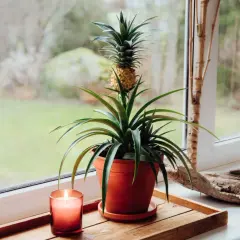 Ananas w doniczce na parapecie, obok świecy i kawałka drewna.