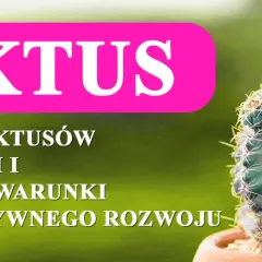 Kiedy kwitną kaktusy? Poznaj tajemnice ich pięknych kwiatów
