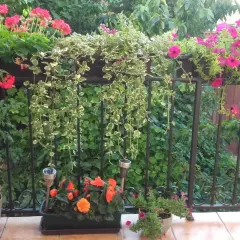 Balkon pełen kwiatów: różowe petunie, czerwone pelargonie i pomarańczowe begonie. Komarzyca z czym łączyć? Z zielenią i innymi roślinami, tworząc barwną kompozycję.