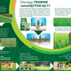 Gęsty, zielony trawnik z widocznymi rozłogami i korzeniami traw.