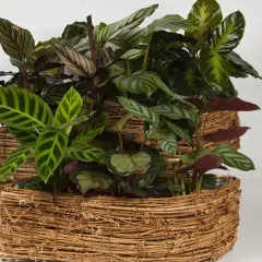Krzewy calathea w plecionych osłonkach. Dowiedz się, jak dbać o te piękne rośliny o ozdobnych liściach.