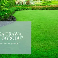 Jaką trawę do ogrodu wybrać, aby uniknąć problemów z pielęgnacją?