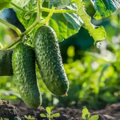 Dwa młode ogórki zwisające z łodygi na tle zielonych liści i rozmytego ogrodu.