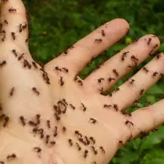 Dłoń pokryta mrówkami, które zapewne nie lubią być tak traktowane.