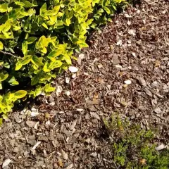 Czy kora zakwasza glebę? Sprawdź, jak wpływa na rośliny kwasolubne