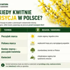 Kiedy kwitnie forsycja w Polsce? Tabela pokazuje terminy kwitnienia forsycji od początku marca do kwietnia, zależnie od regionu i warunków.