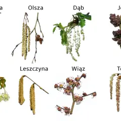 Kwitnące bzy, olchy, dęby, jesiony, buki, leszczyny, wiązy i topole – to one pylą w kwietniu, wywołując alergie.