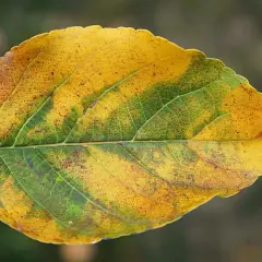 Liść z widoczną chlorozą, przechodzący z zieleni w żółć, z czerwonymi plamkami.