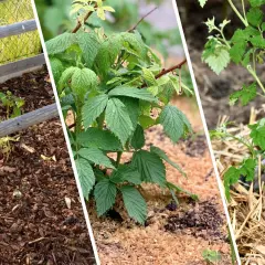Popiół drzewny pod maliny to naturalny nawóz. Widać młode sadzonki i krzewy malin w różnych etapach wzrostu, otoczone ściółką.