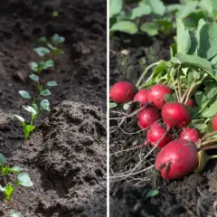 Młode kiełki rzodkiewki i dojrzałe, czerwone korzenie. Obraz pokazuje, jak szybko rośnie rzodkiewka.