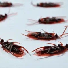 Sztuczne insekty domowe, przypominające karaluchy, leżą na białym tle.