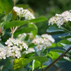 Kiedy kwitnie aronia? Odkryj najważniejsze informacje o jej kwiatach
