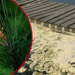 Kiedy pyli sosna, woda przy pomoście pokrywa się żółtym pyłkiem.