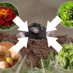 Co ryje w ogrodzie i jak skutecznie chronić rośliny przed szkodnikami