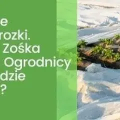 Ochrona młodych roślin przed przymrozkami, gdy jest zimna Zośka. Ogrodnicy okrywają grządki agrowłókniną.