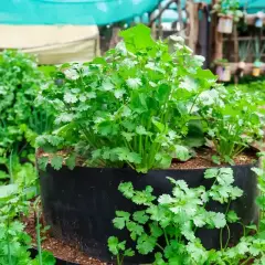 Bujna kolendra uprawa w czarnych donicach, otoczona zielenią. W tle widać szklarnię z innymi roślinami.