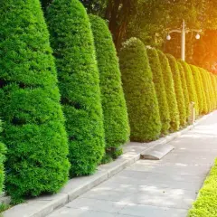 Co zamiast tui w ogrodzie? Oto najlepsze alternatywy dla Twojego ogrodu