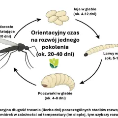 Cykl rozwojowy ziemiórek: jaja, larwy, poczwarki i dorosłe owady latające.