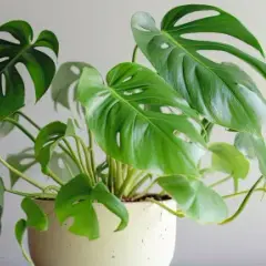 Monstera monkey jaka doniczka - idealny wybór dla zdrowej rośliny