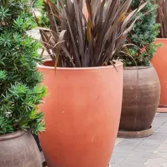 Najlepsze krzewy do donicy na balkon – piękno i łatwość pielęgnacji