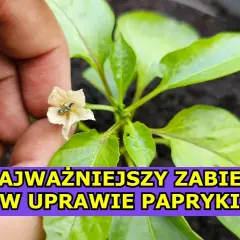 Jak kwitnie papryka? Odkryj sekrety udanego kwitnienia roślin