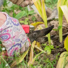Ręka w rękawiczce z wzorem przycina sekatorami uschnięte liście tulipanów po przekwitnięciu.