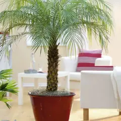 Zielona palma w donicy, obok mniejsza roślina. W tle biała kanapa z poduszką i kocem.