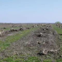 Pola po wycince drzew, pozostały pnie i korzenie. Widać ślady po chorobie, być może werticilioza, która zniszczyła sad.