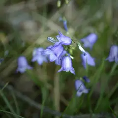 Delikatne, fioletowe dzwonki kwitną wśród zielonej trawy.