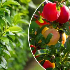 Gęsty, zielony żywopłot z ałyczy, a obok gałązka z dojrzałymi, czerwonymi i żółtymi owocami.