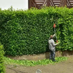 Jak prawidłowo sadzić laurowiśnię na żywopłot – unikaj tych błędów!