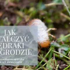 Skuteczne sposoby na pędraki w ogrodzie – jak je zwalczyć i zapobiec zniszczeniom