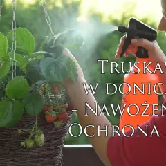 Czym nawozić truskawki w doniczkach, aby uzyskać obfite plony?