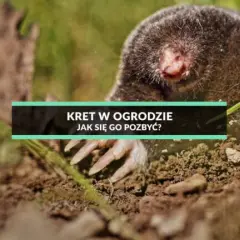 Skuteczne sposoby na pozbycie się kreta z ogrodu – sprawdzone metody i porady