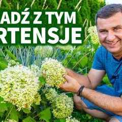 Co posadzić obok hortensji, by stworzyć piękne kompozycje?