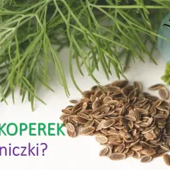 Jak siać koperek w doniczce - proste sposoby na udaną uprawę