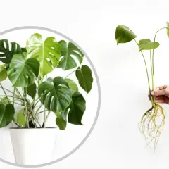 Monstera w doniczce i odcięta sadzonka z korzeniami. Dowiedz się, jak rozmnożyć monsterę, aby cieszyć się nowymi roślinami.