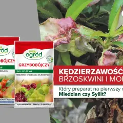 Opakowania Miedzian i Syllit, preparaty grzybobójcze do walki z kędzierzawością liści brzoskwini.