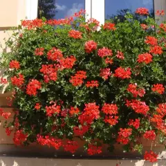 Obficie kwitnąca pelargonia kaskadowa w intensywnie czerwonym kolorze zdobi okno, tworząc barwną kaskadę kwiatów.