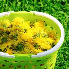 Zielony koszyk pełen żółtych kwiatów mniszka lekarskiego, gotowych na gnojówkę z mniszka.