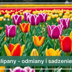 Pole pełne kolorowych tulipanów, w tym fioletowe odmiany z białymi brzegami, żółte i pomarańczowe.