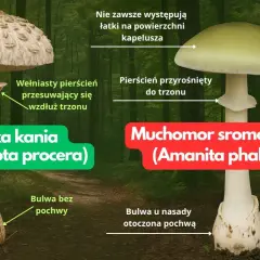 Czubajka kania, z łuskami na kapeluszu i ruchomym pierścieniem, kontra muchomor sromotnikowy.