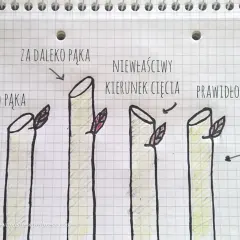 Ilustracja pokazuje, kiedy przycinać róże na wiosnę: cięcie za blisko pąka, za daleko pąka, niewłaściwy kierunek cięcia i prawidłowe cięcie.
