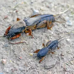Dwa turkucie na ziemi. Jeden większy, drugi mniejszy. Może ocet na turkucia pomoże je odstraszyć?
