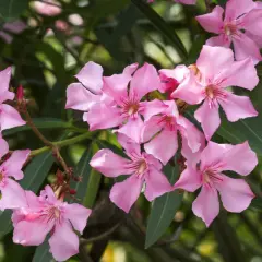 Piękne, różowe kwiaty oleandra. Pamiętaj, czy oleander jest trujący – jego spożycie jest niebezpieczne.
