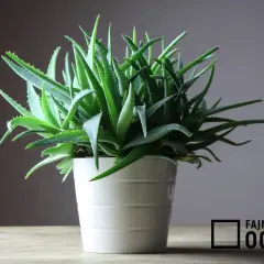 Gęsty aloes w białej doniczce, gotowy do użycia. Dowiedz się, jak używać aloes z doniczki do celów leczniczych i kosmetycznych.