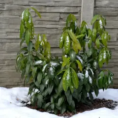 Młoda laurowiśnia Etna z zielonymi liśćmi pokrytymi śniegiem, na tle szarego muru.